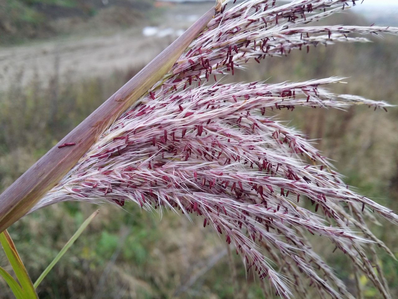 Miscanthus sinensis
