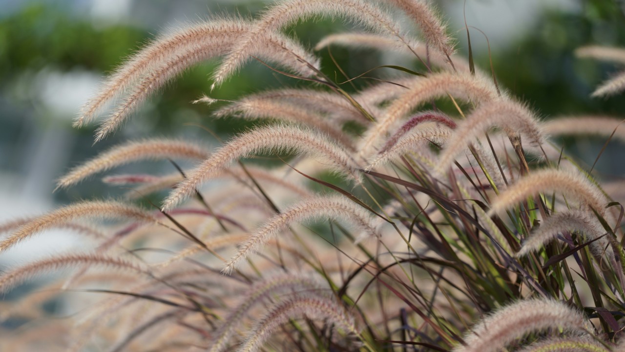 Miskant chiński – foto Man Chung - Unsplash