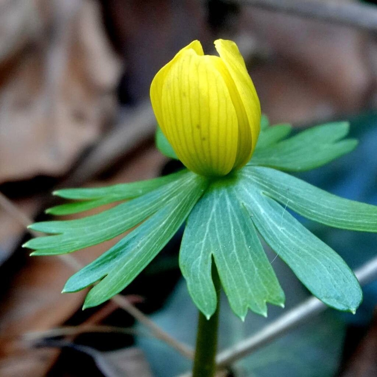 Rannik zimowy – Eranthis hyemalis
