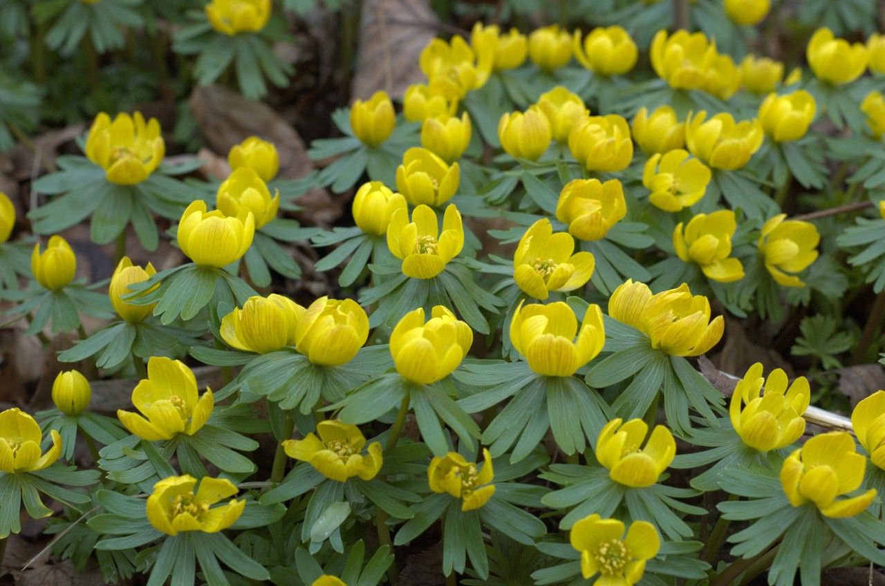 Rannik zimowy – Eranthis hyemalis