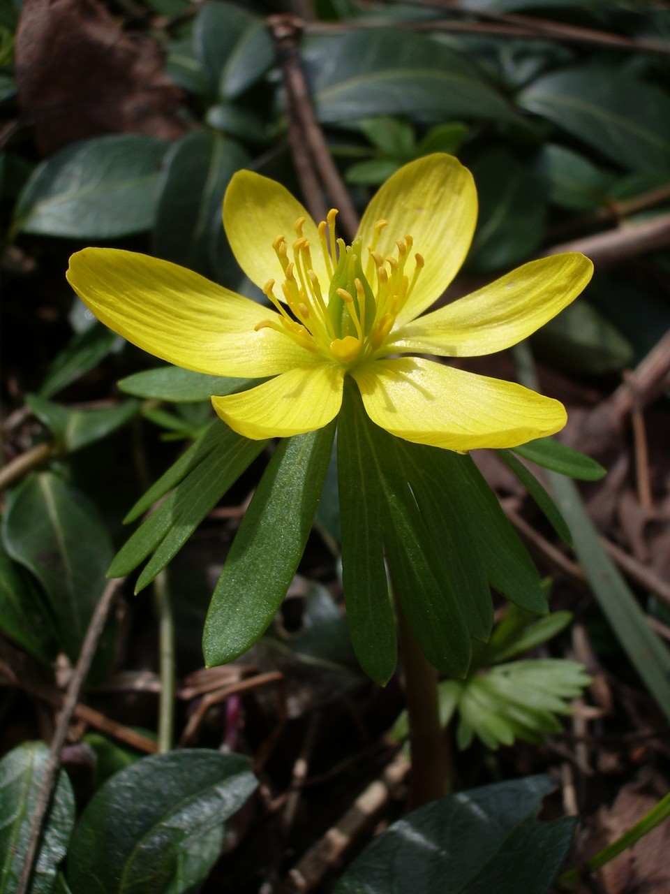 Rannik zimowy – Eranthis hyemalis