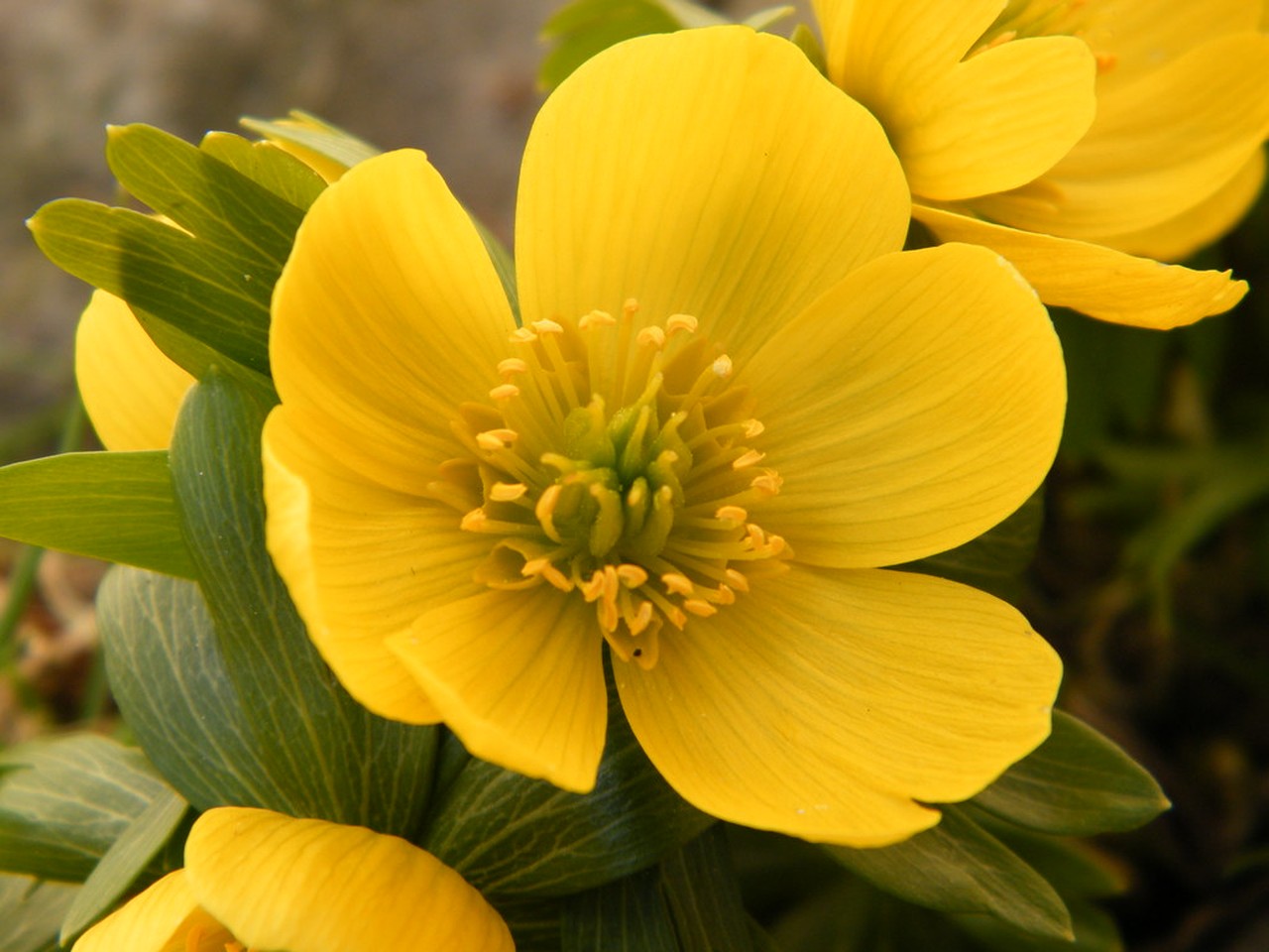 Rannik zimowy – Eranthis hyemalis