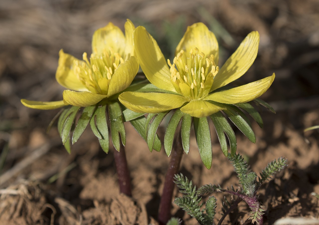 Rannik zimowy – Eranthis hyemalis