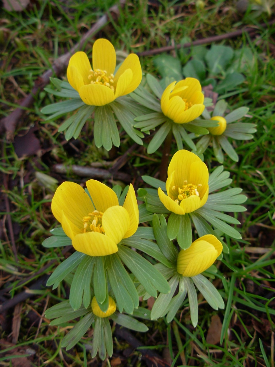 Rannik zimowy – Eranthis hyemalis