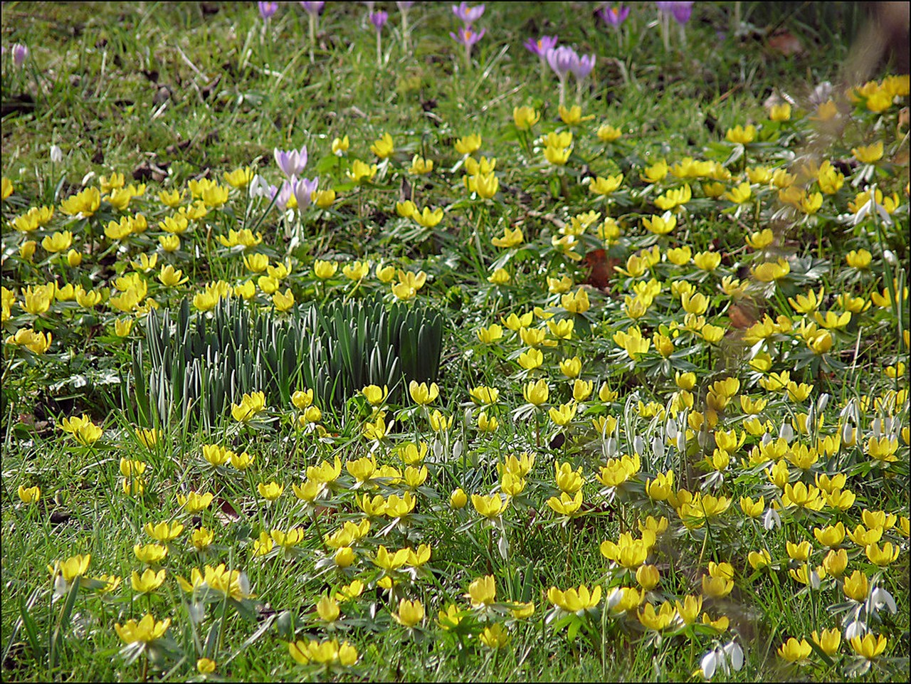 Rannik zimowy – Eranthis hyemalis