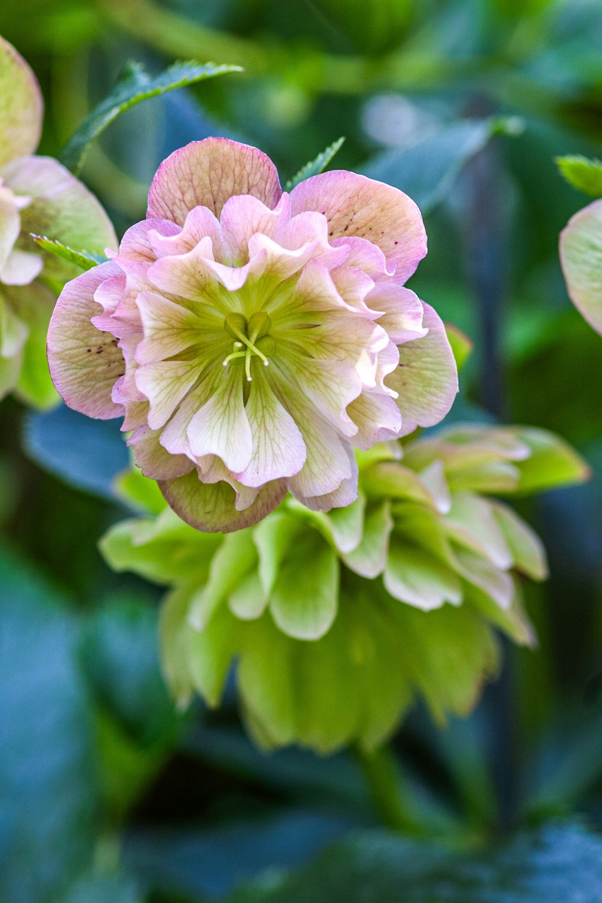 Różowa helleborus wśród zieleni w ogrodowej aranżacji.