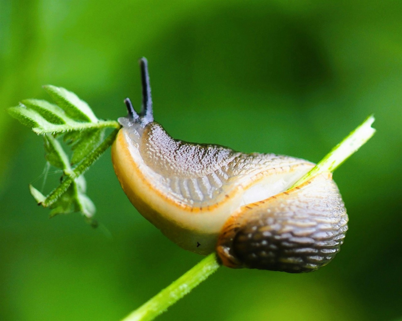 Ślimak na liściu w harmonii z naturą, organiczna elegancja.