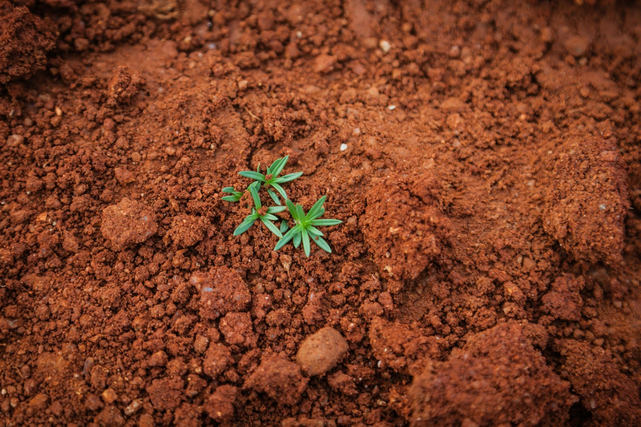 Młode pędy wśród ciepłej struktury ziemi, naturalny design.