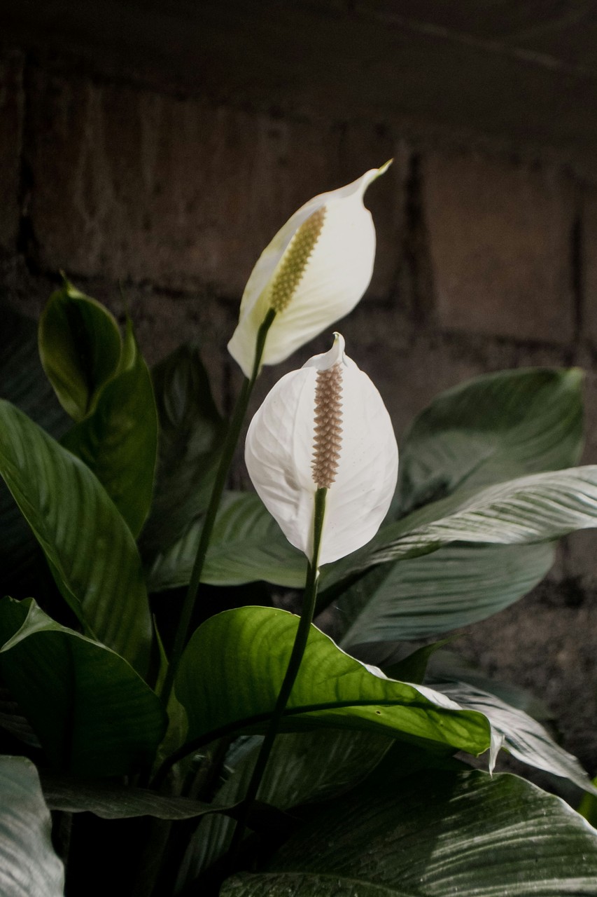 Tropical elegance with peace lilies indoors.