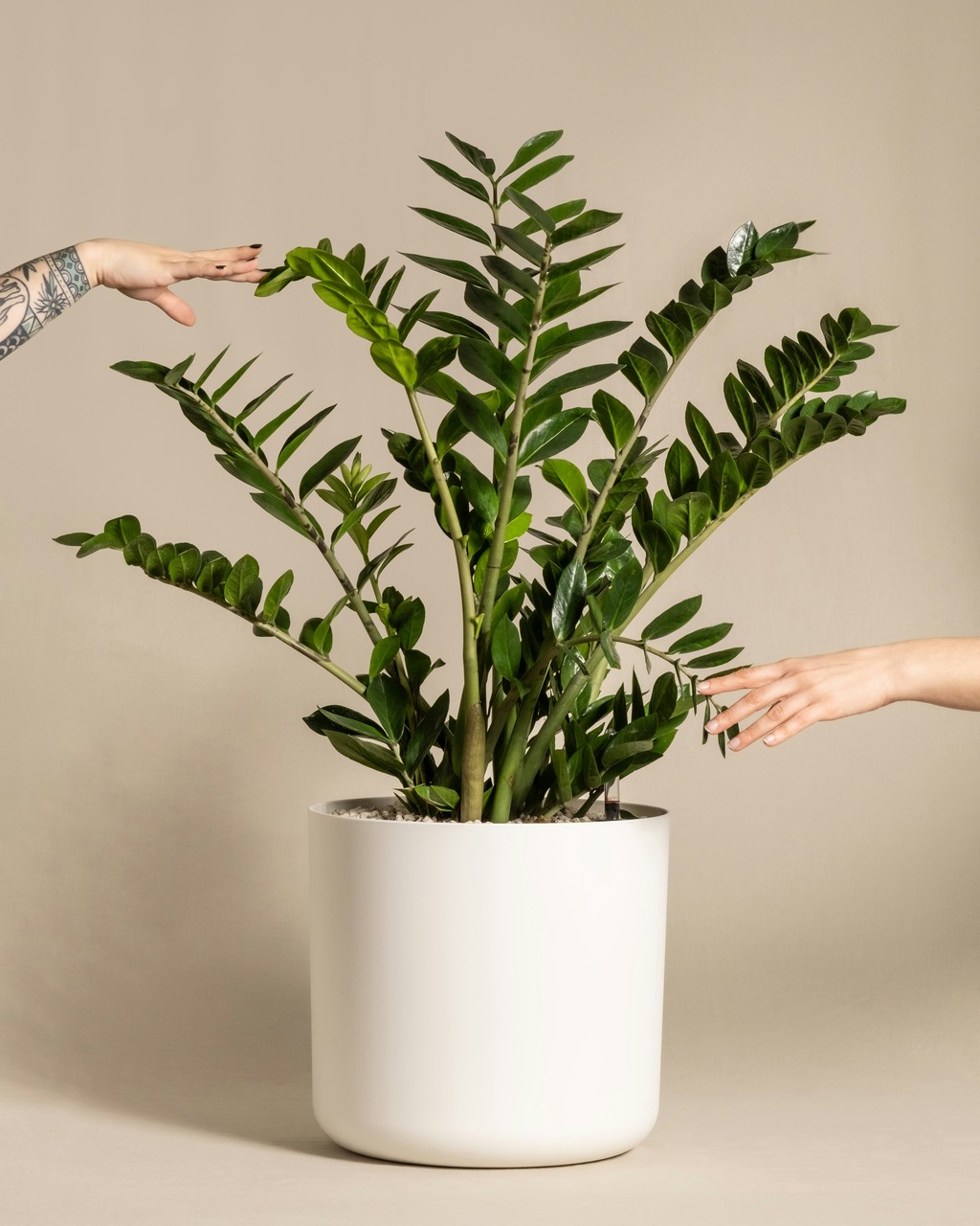 Zamioculcas w białej donicy, elegancja nowoczesnego wnętrza.