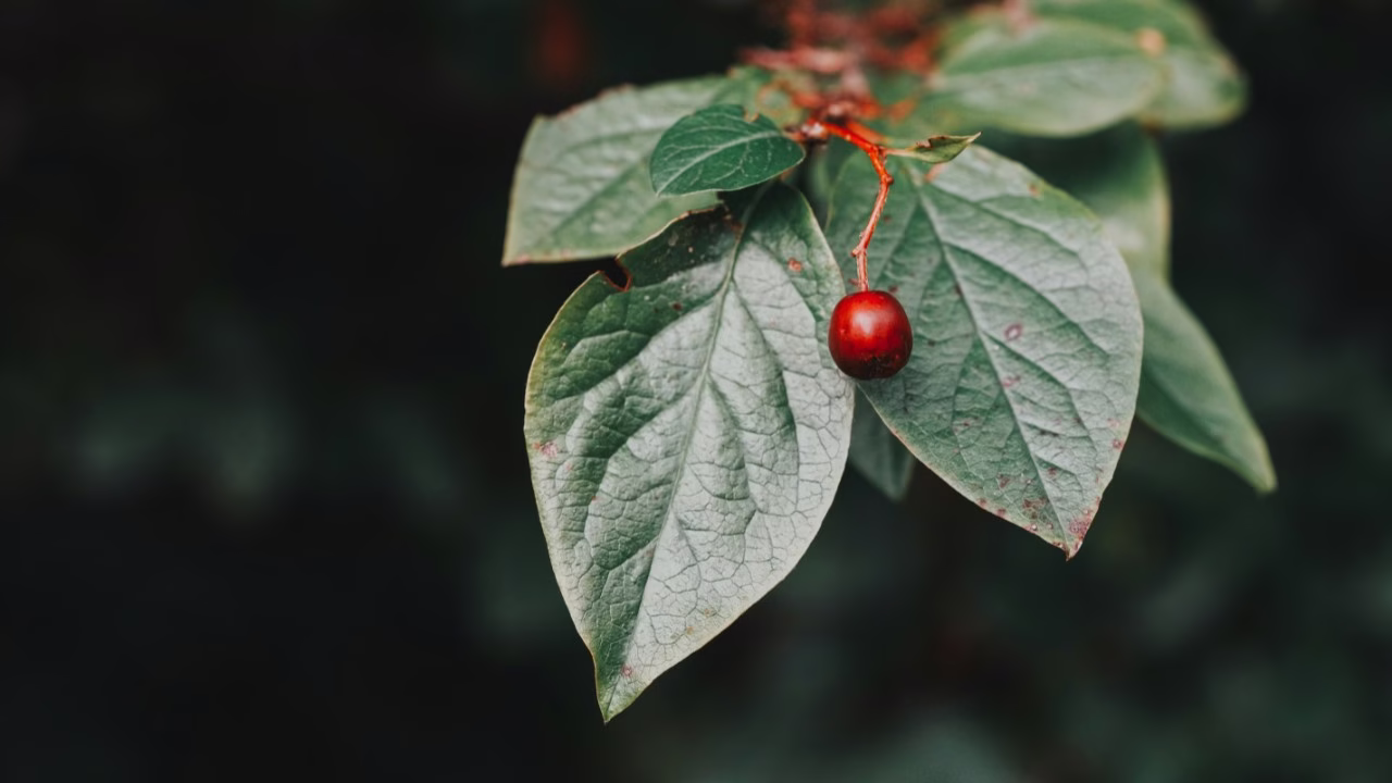 Irga – pielęgnacja, uprawa i odmiany - foto Anya Chernykh - Unsplash