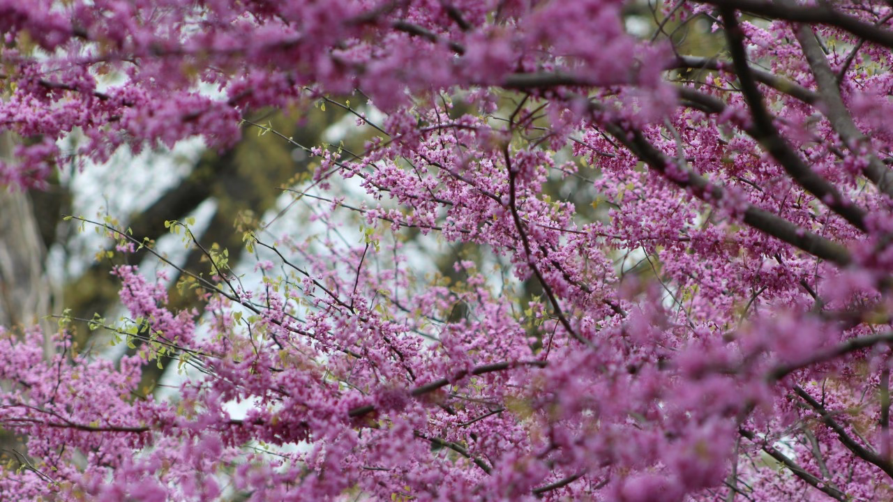 Judaszowiec w ogrodzie – foto Stacey Hayden - Unsplash