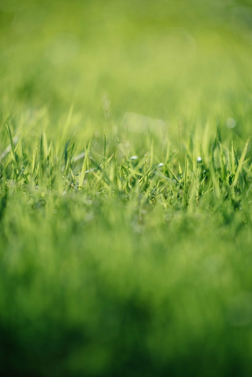 Soczysta zieleń trawy, naturalna harmonia wnętrza i ogrodu.