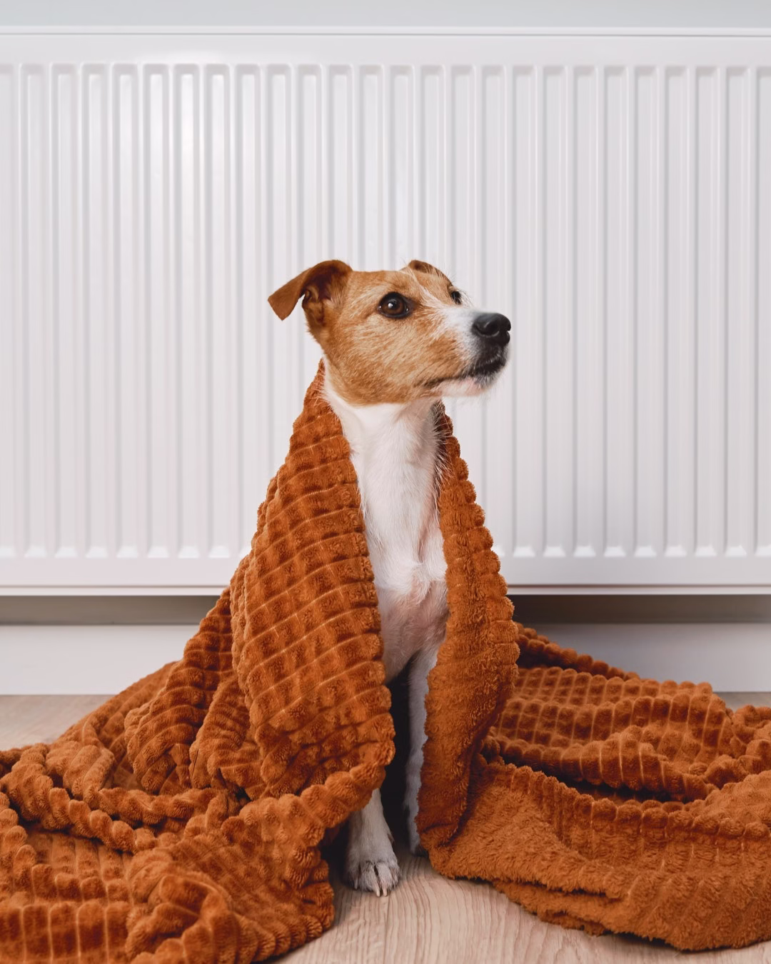 Pies rasy Jack Russell owinięty brązowym kocem przy kaloryferze.