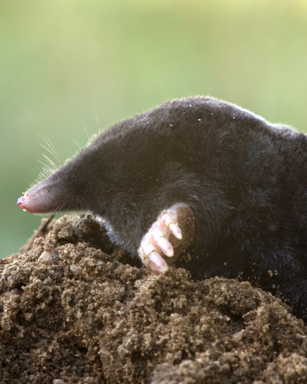 Kret wynurzający się z ziemi na tle rozmytej zieleni.