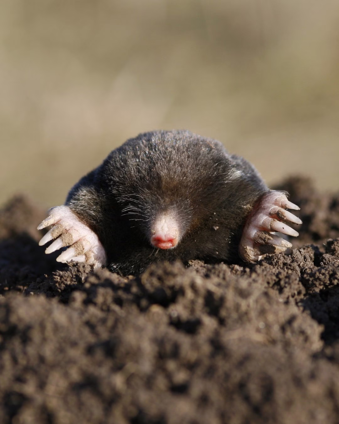 Kret z czarnym futrem wynurzający się z ziemi.