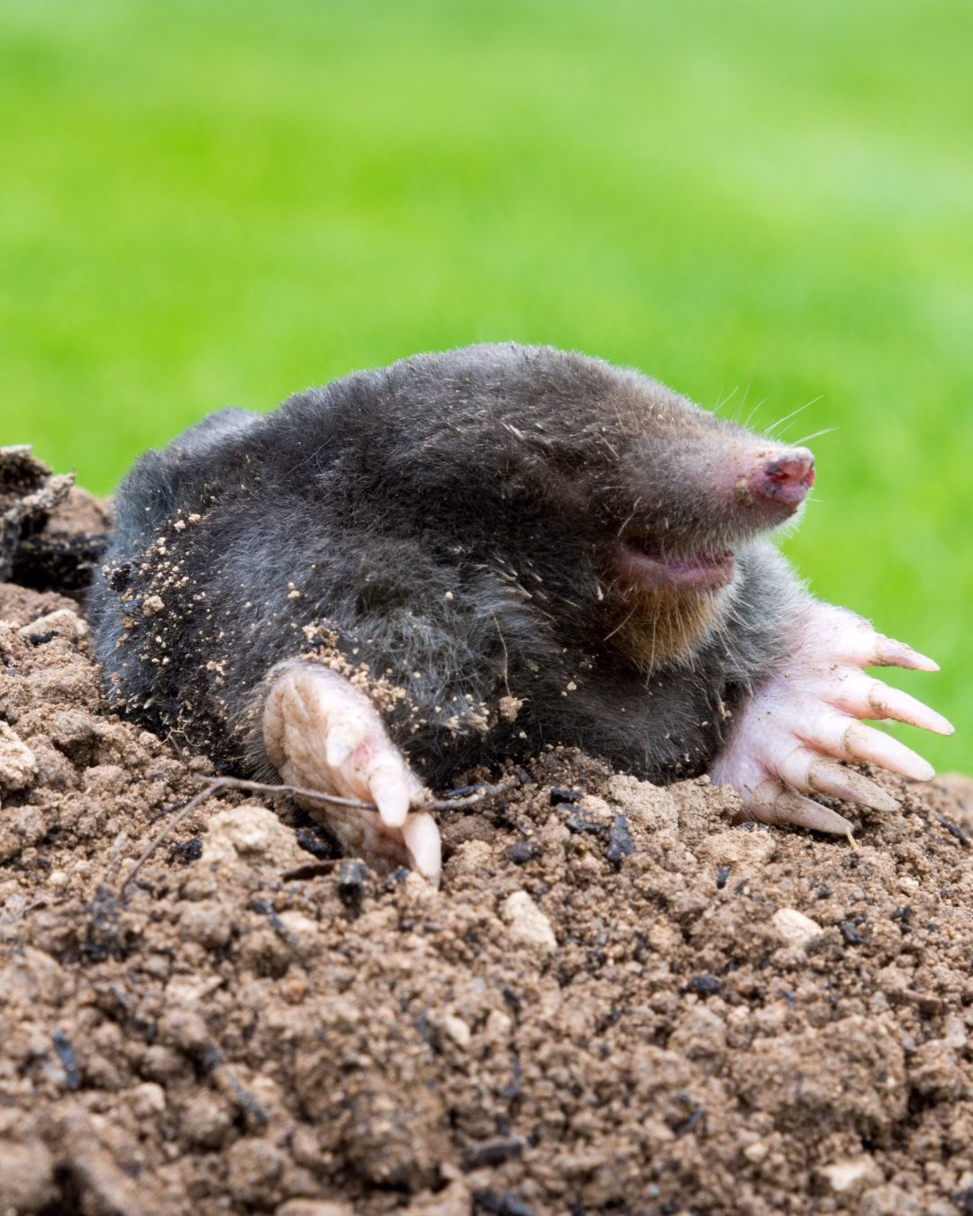 Kret wychodzący z ziemi na tle zielonego trawnika.