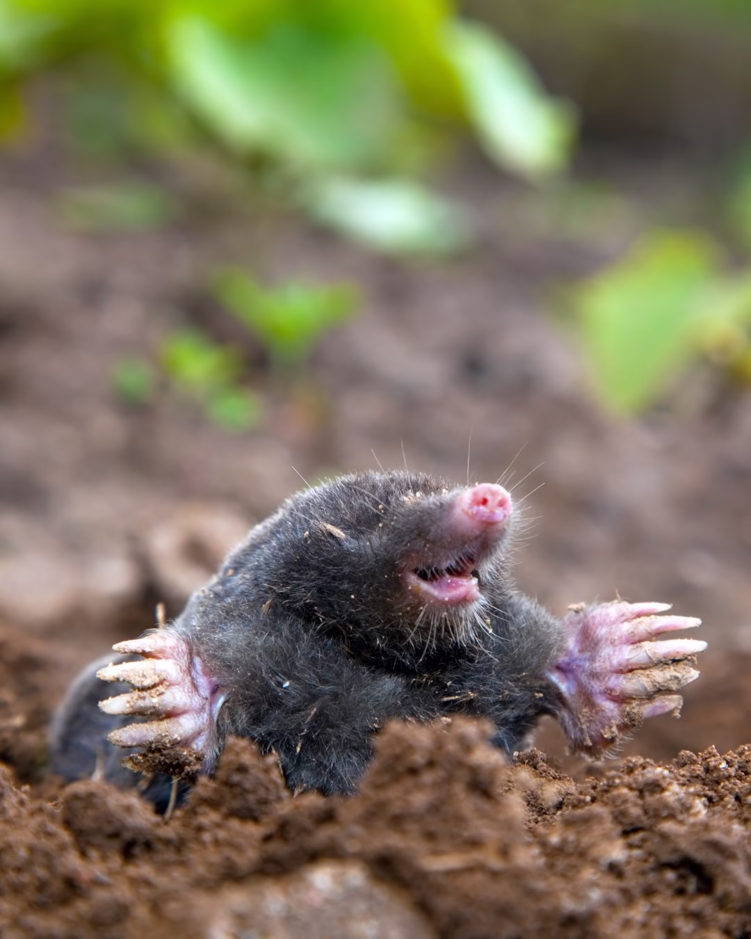 Kret wychodzący z ziemi w ogrodzie, zieleń w tle.