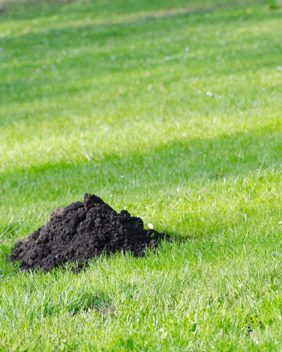 Kopiec ziemi na świeżo skoszonym zielonym trawniku w ogrodzie.