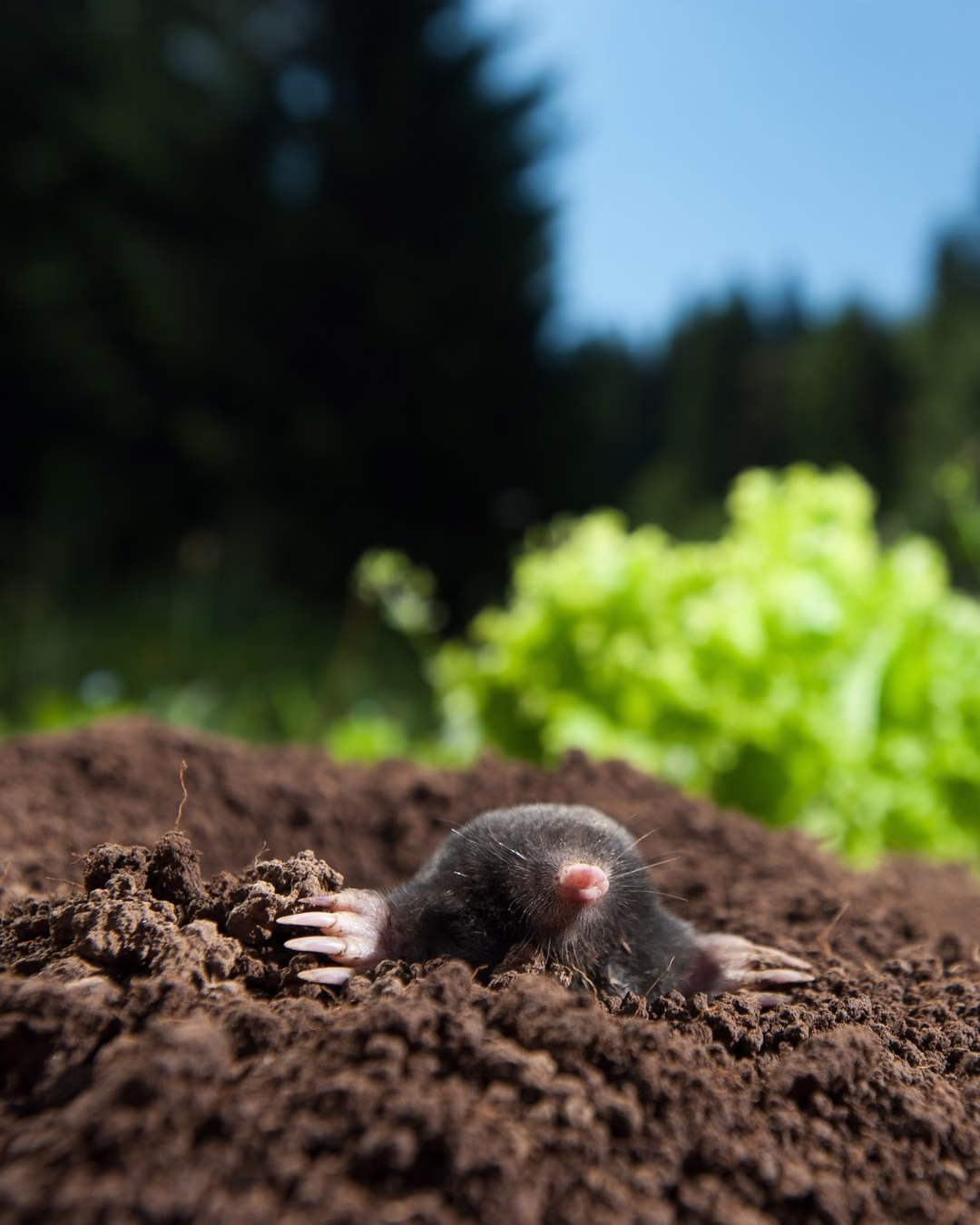 Kret wychodzący z ziemi, zielone liście w tle, jasne niebo.